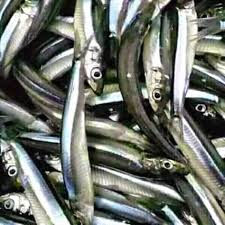 laketanganyikafishes