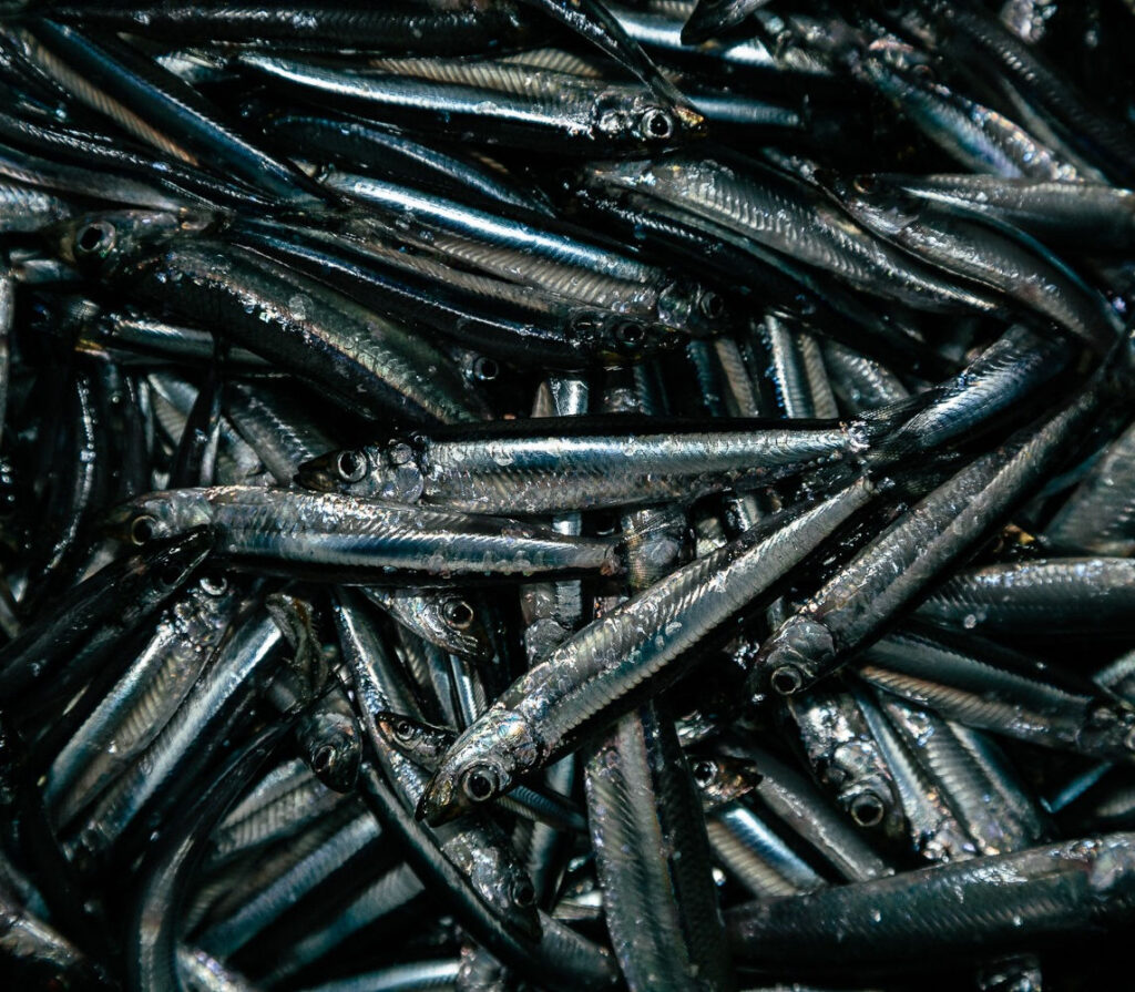 laketanganyikafishes