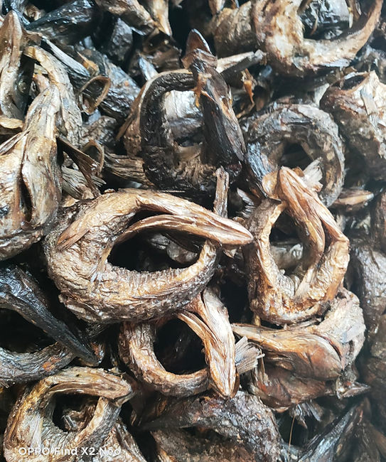 laketanganyikafishes