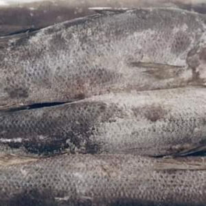 laketanganyikafishes products